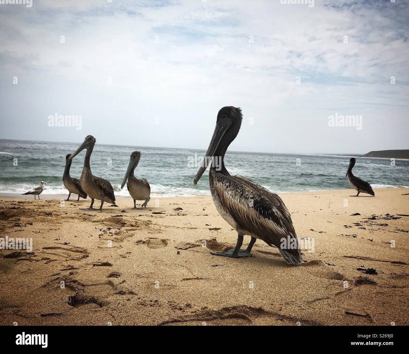 Pelicans in a beach in the Pacific ocean in Todos Santos, Baja California, Mexico - Smartphone Captured Stock Image