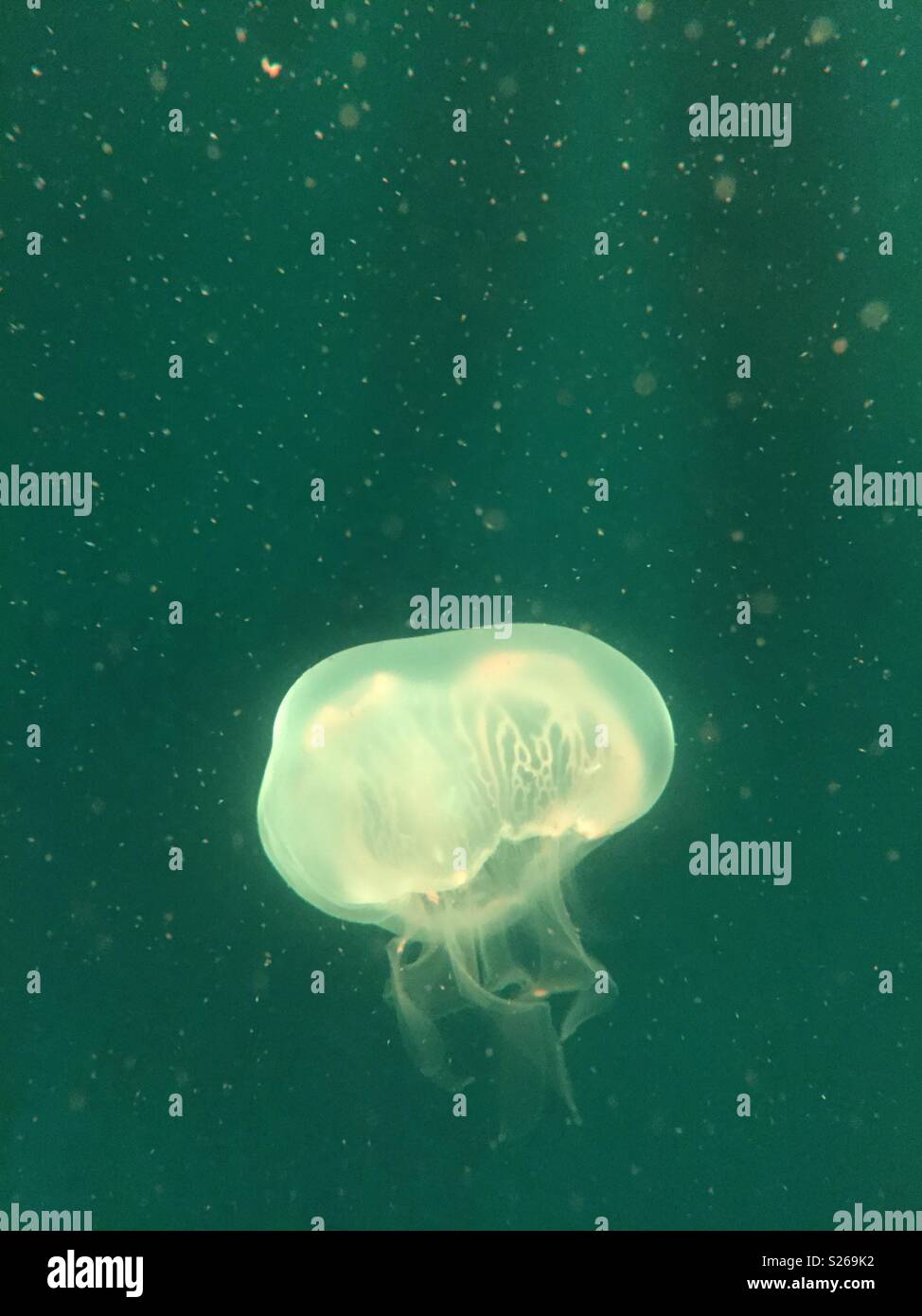 Green Jellyfish at SeaLife Aquarium in Orlando, Florida Stock Photo Alamy