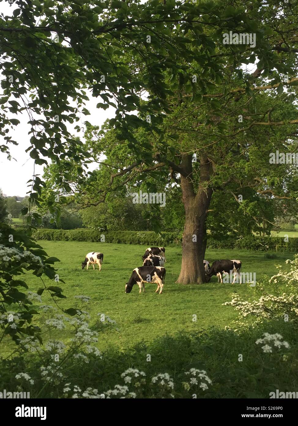 Grazing cows in a field Stock Photo - Alamy