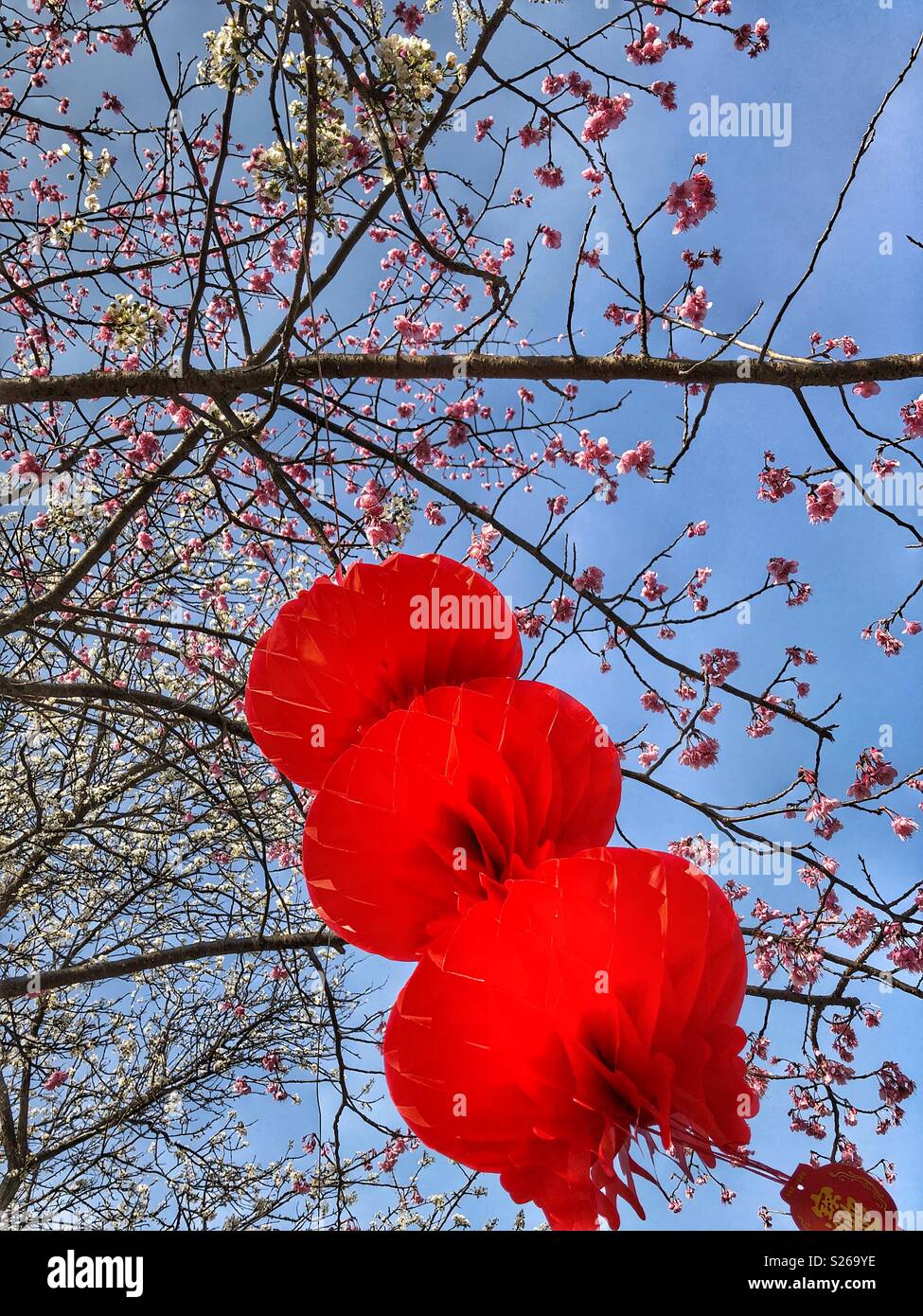 Cherry blossoms buds hires stock photography and images Alamy