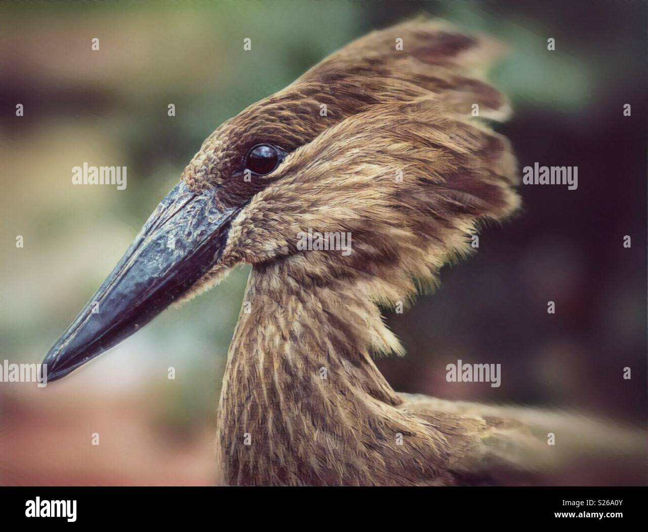 Hammerkop wading bird - Smartphone Captured Stock Image