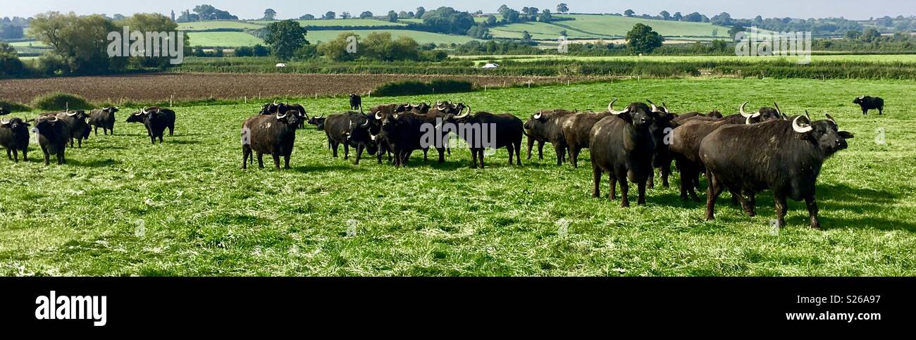 West Country water buffalo Stock Photo