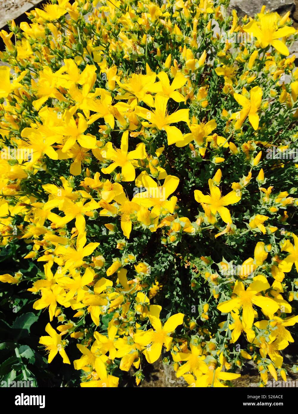 Vibrant yellow flowers Stock Photo