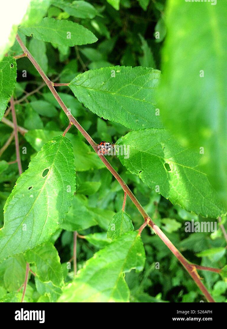Lady bird bug on leaf. England, United Kingdom. - Smartphone Captured Stock Image