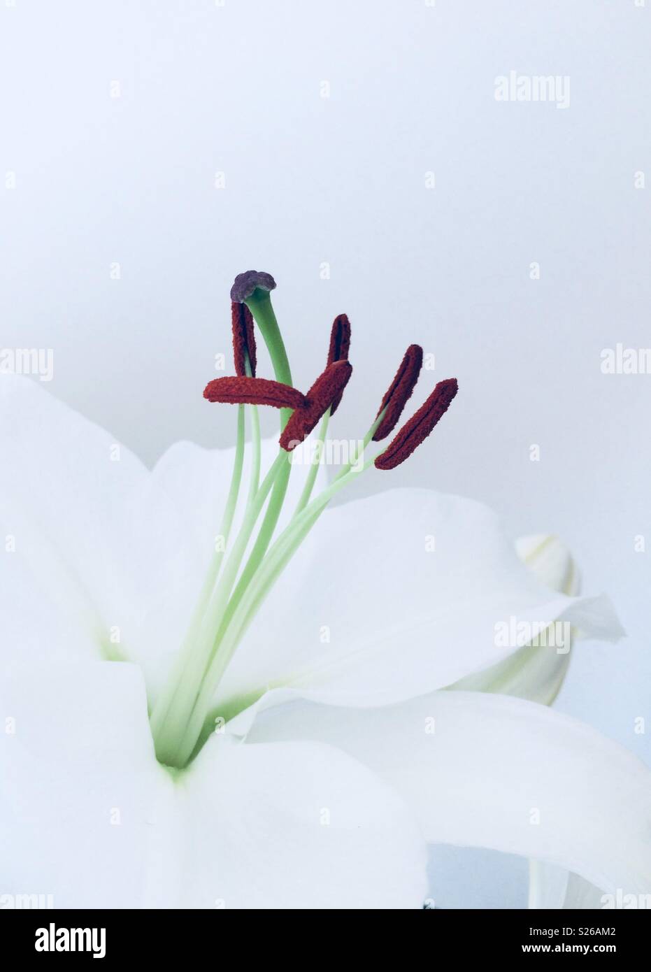 Orchid detail. Beauty flowers captured just before they die Stock Photo