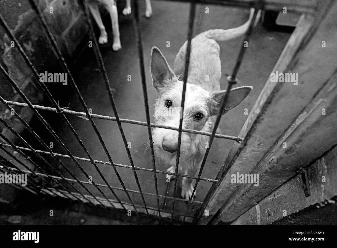 Abandoned and caged dog Stock Photo