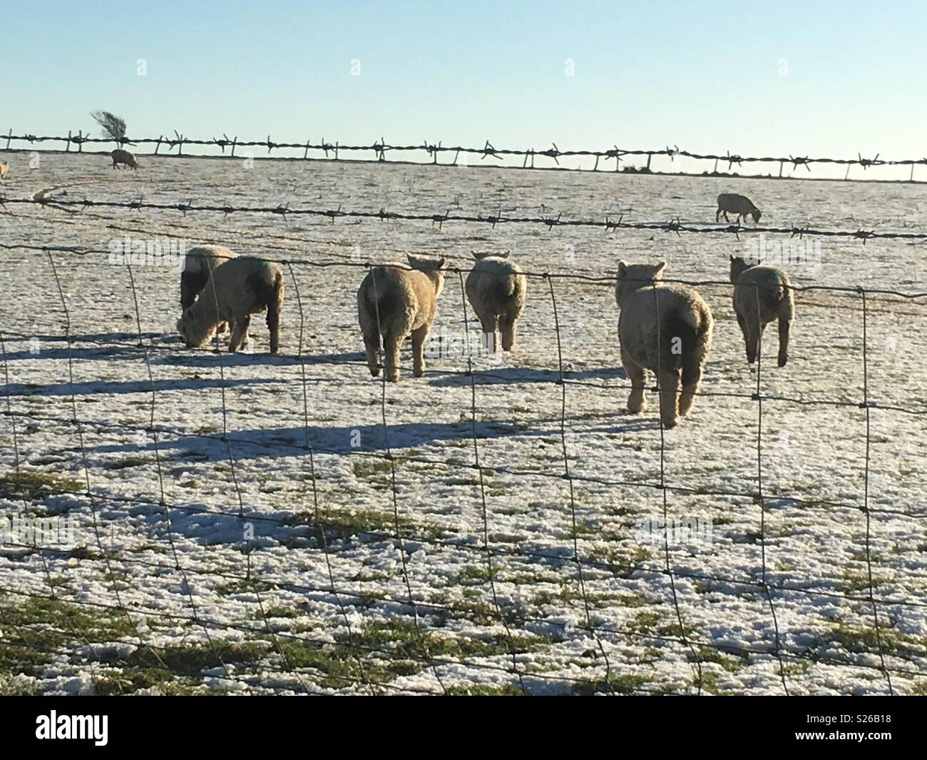 Freezing sheep hires stock photography and images Alamy