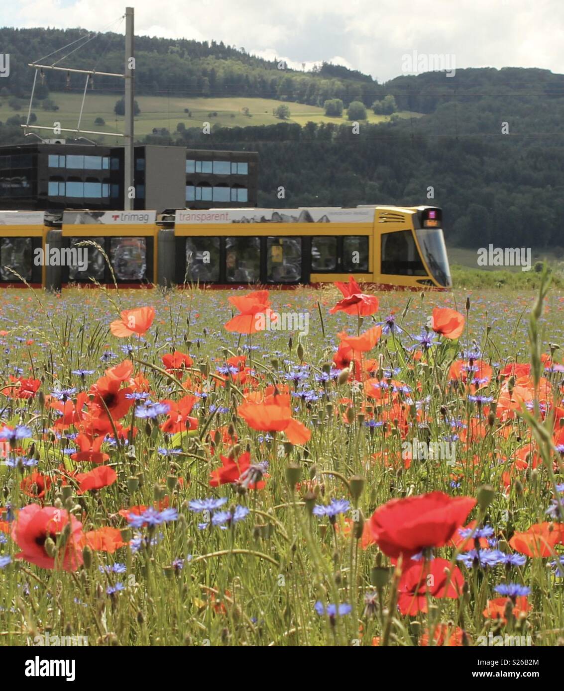 Number 11 tram heading towards Basel from Aesch with field of wildflowers in foreground Stock Photo