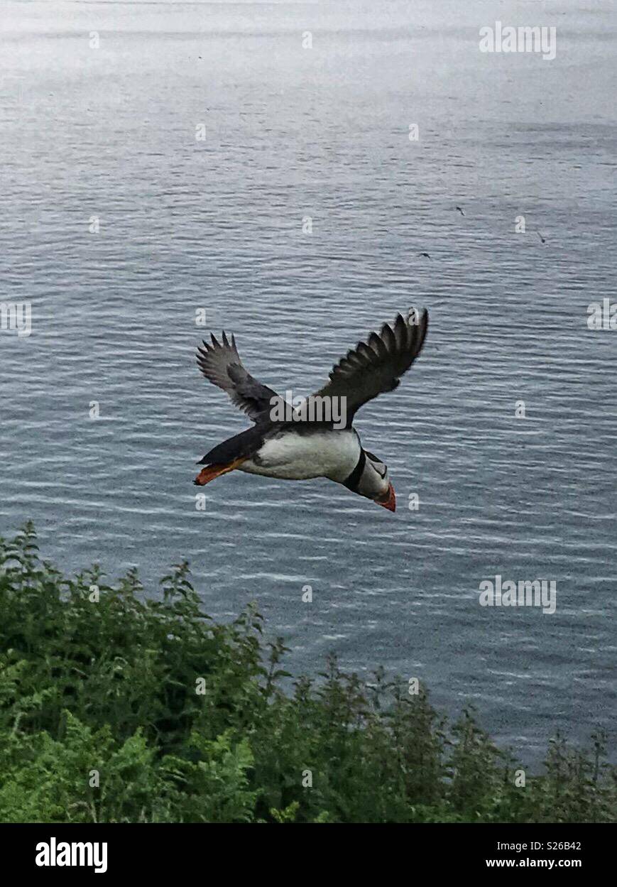 Puffin flying on Skomer Island Stock Photo