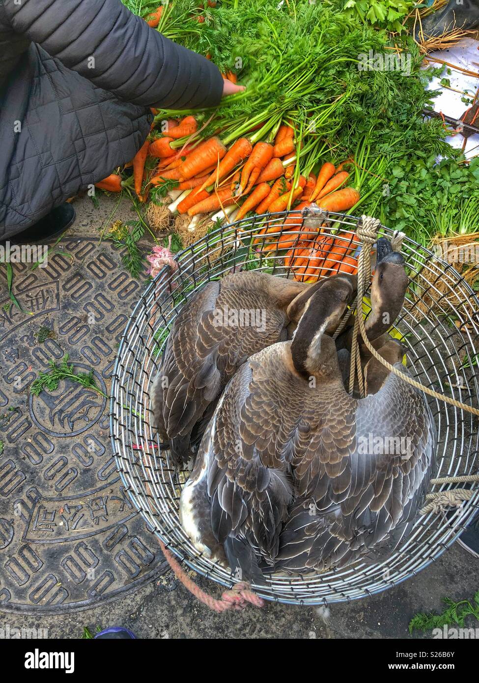 Ducks and carrots sold side by side at an outdoor market in Shaoguan, China. Stock Photo