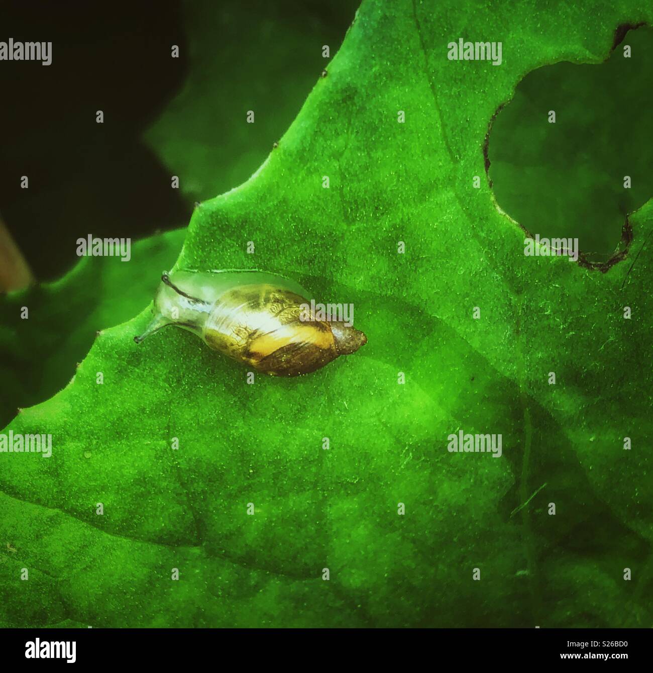 Dreamy image of common Amber snail (Succinea putris) on a green leaf making a slime trail Stock Photo