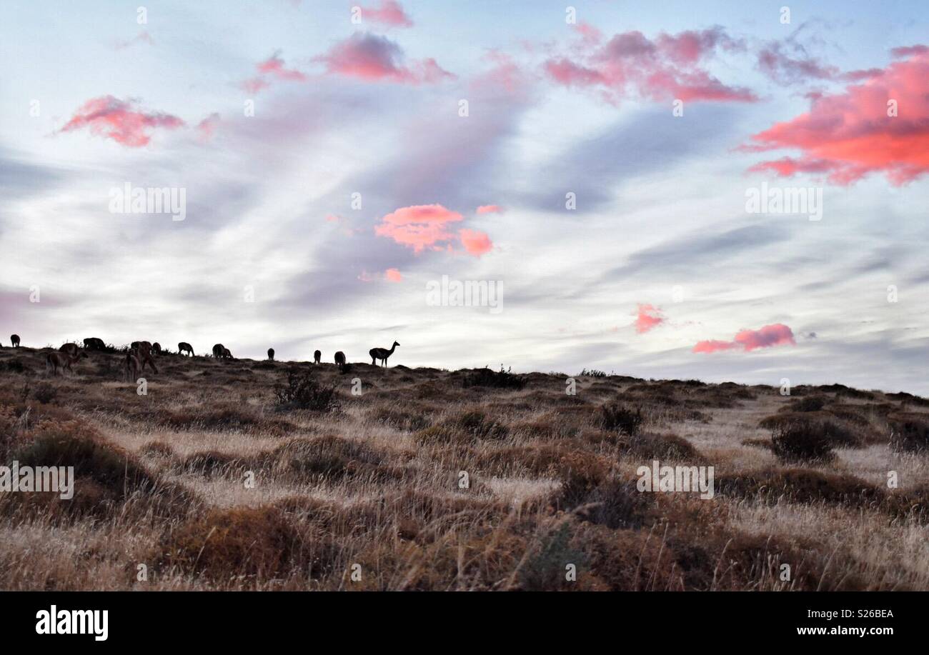 Sunset on the Patagonian steppe Stock Photo