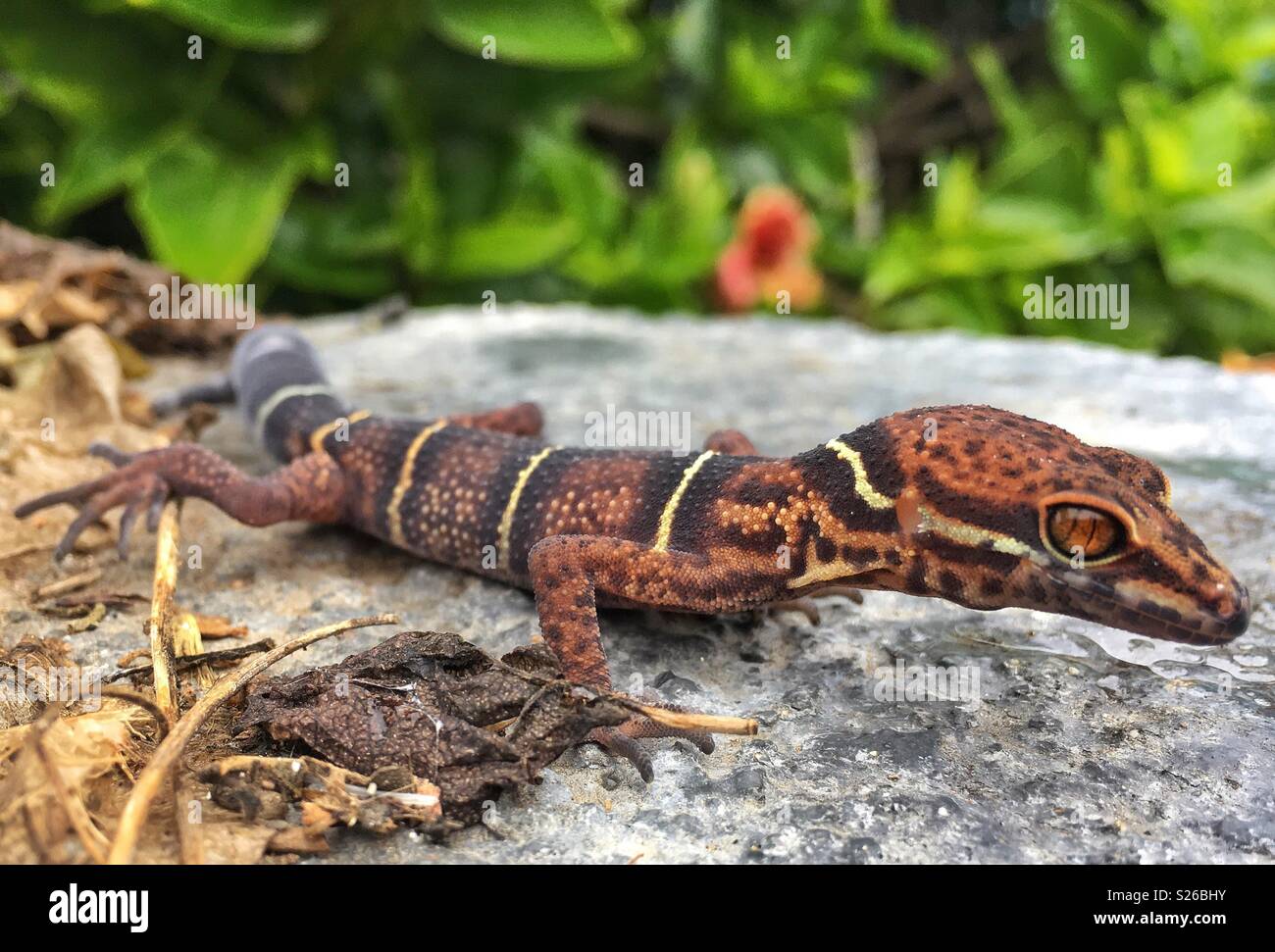 Cave gecko hires stock photography and images Alamy