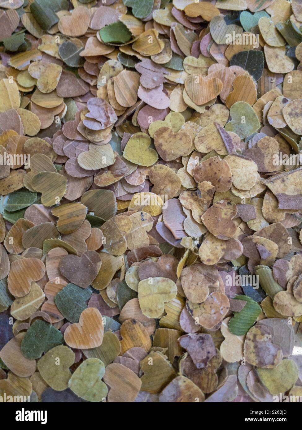 Closeup of little hearts cut out from fallen tree leaves. - Smartphone Captured Stock Image