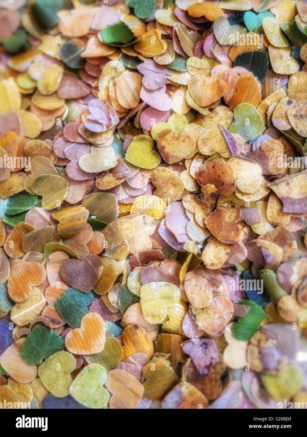 Closeup of little hearts cut out from fallen tree leaves, with a soft effect. - Smartphone Captured Stock Image