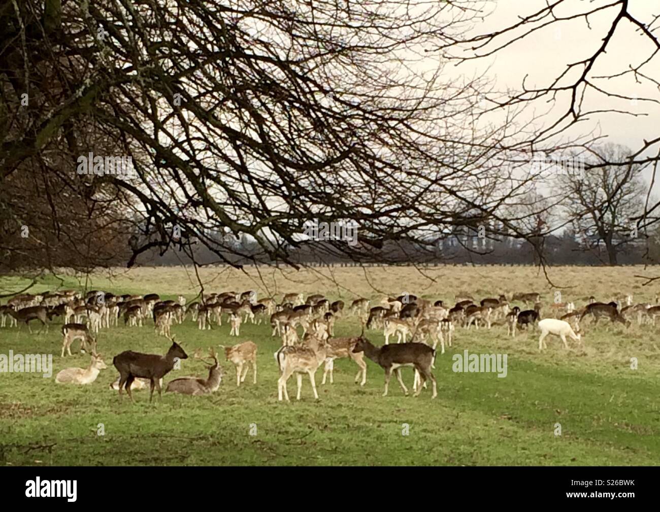 Deer Hampton court palace park - Smartphone Captured Stock Image