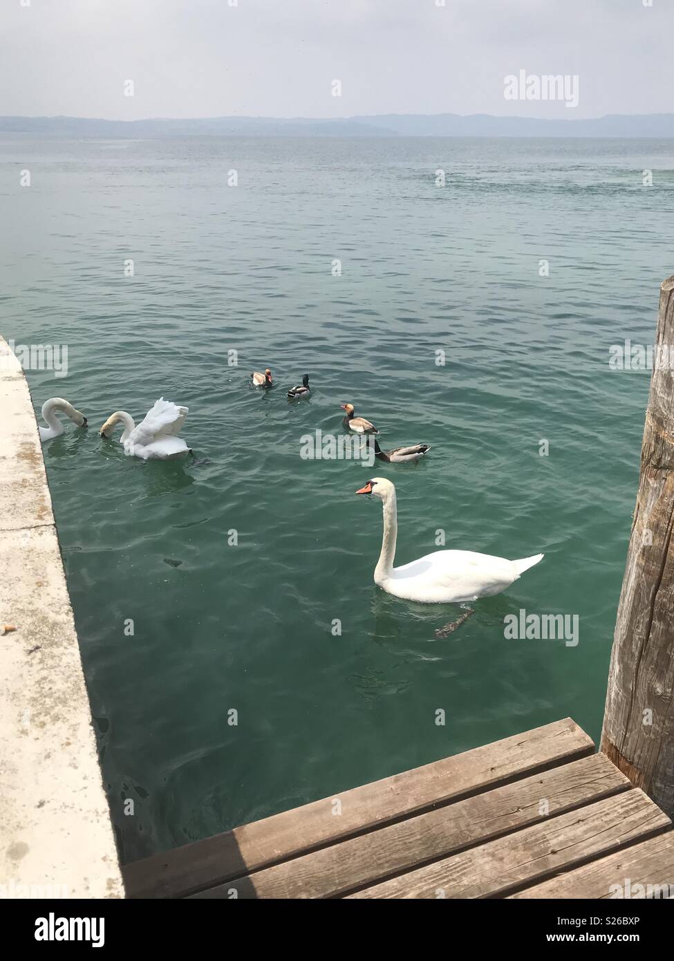 Swans and ducks swimming and looking for food on Lake Garda at Sirmione, Italy. Stock Photo