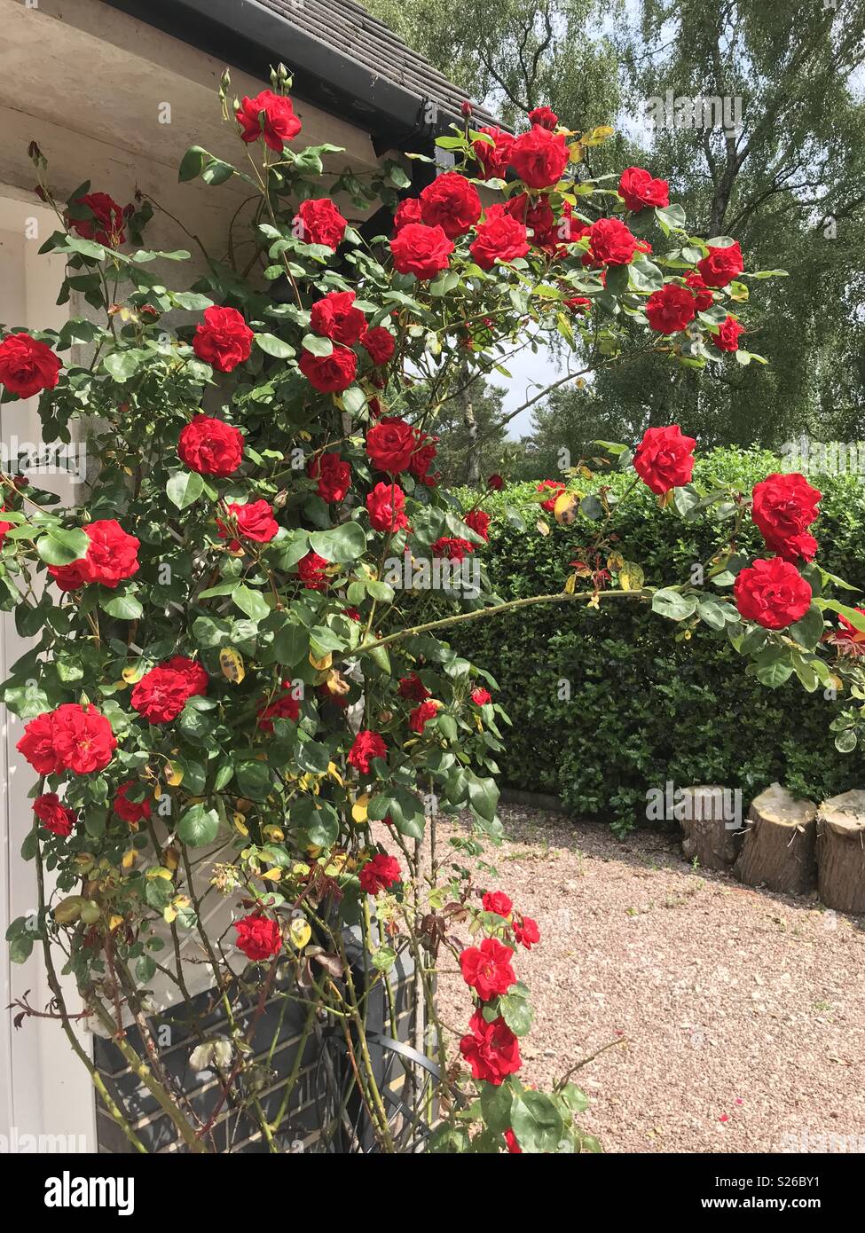 Red roses climbing up the side of a house Stock Photo - Alamy