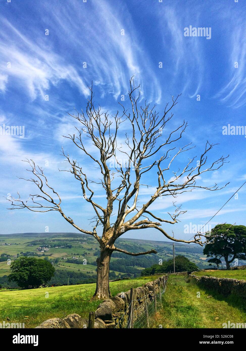 Silver dead tree against electric blue sky with wispy white clouds Stock Photo