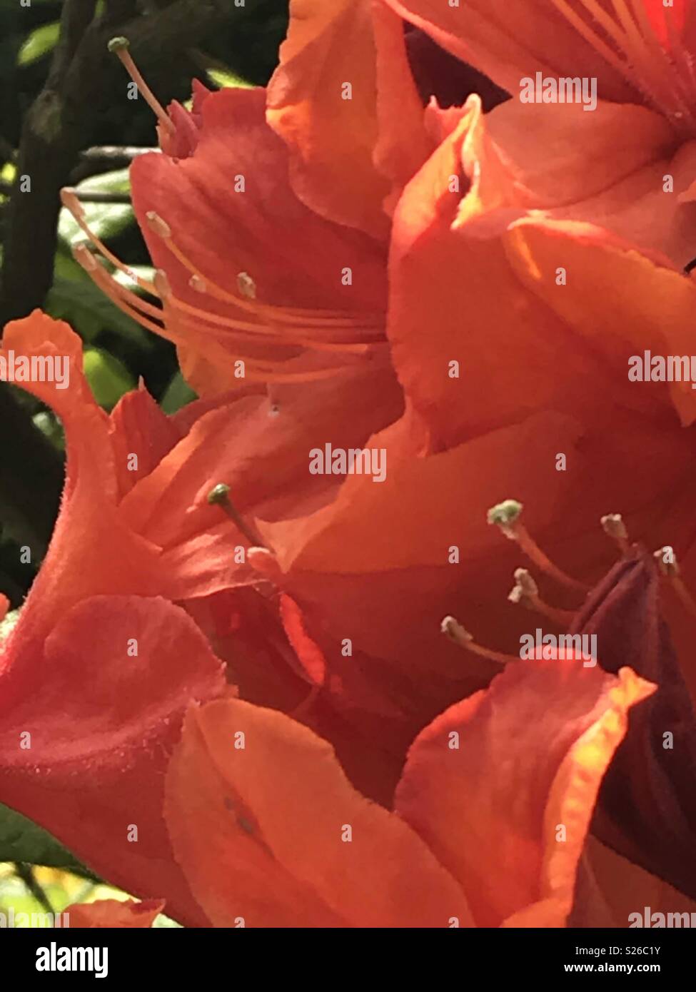 Close up of an orange Azalea Mollis Stock Photo