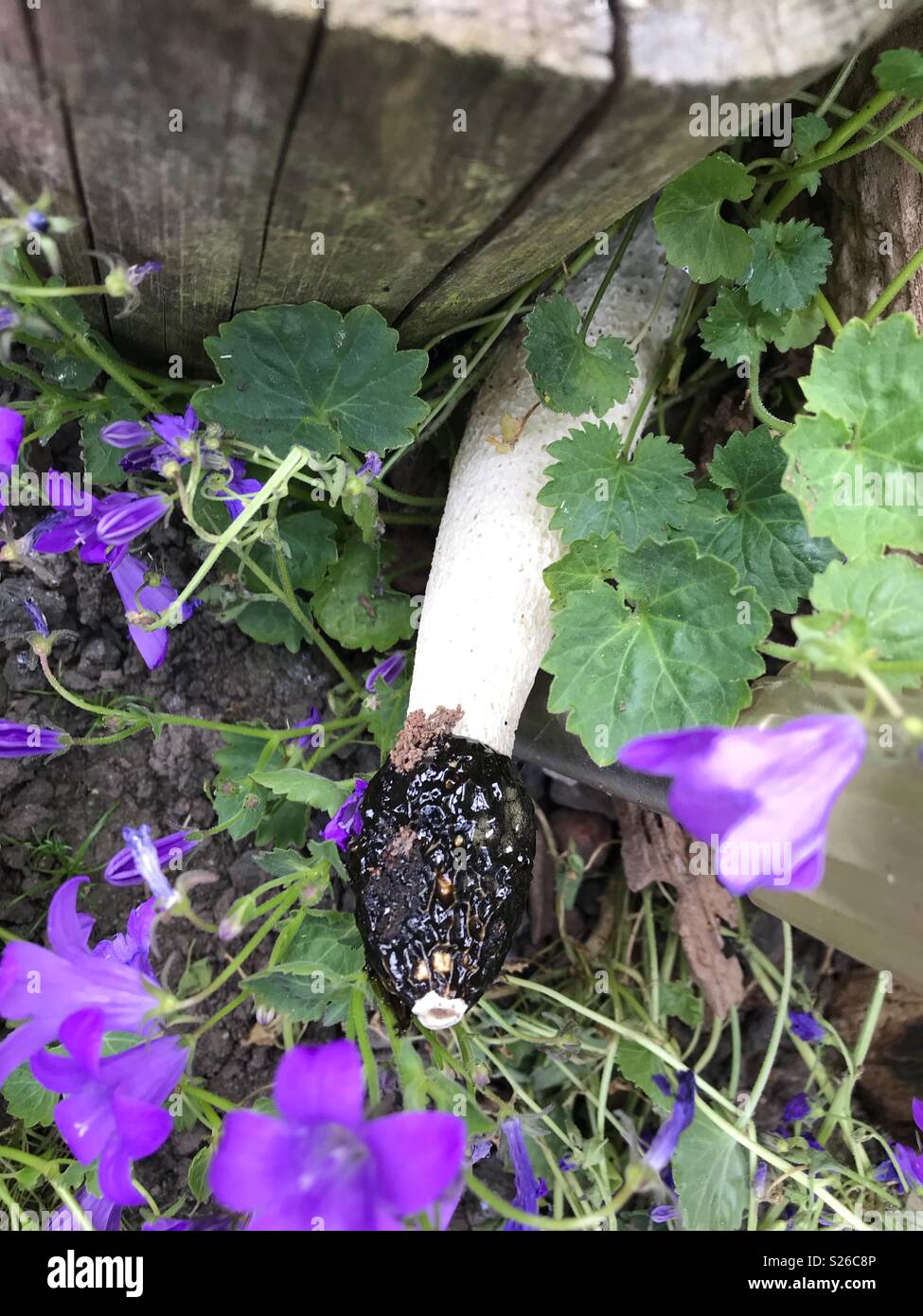 Rare Fungi found in garden Stock Photo