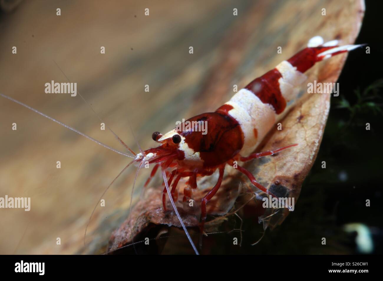 Wine Red Panda Shrimp Stock Photo