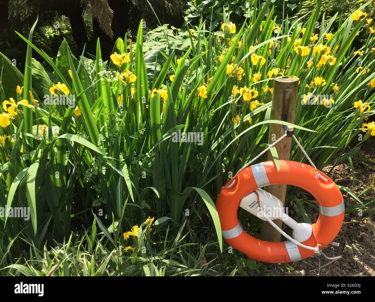 Beside a pond orange and white life saver ring and yellow flags irises