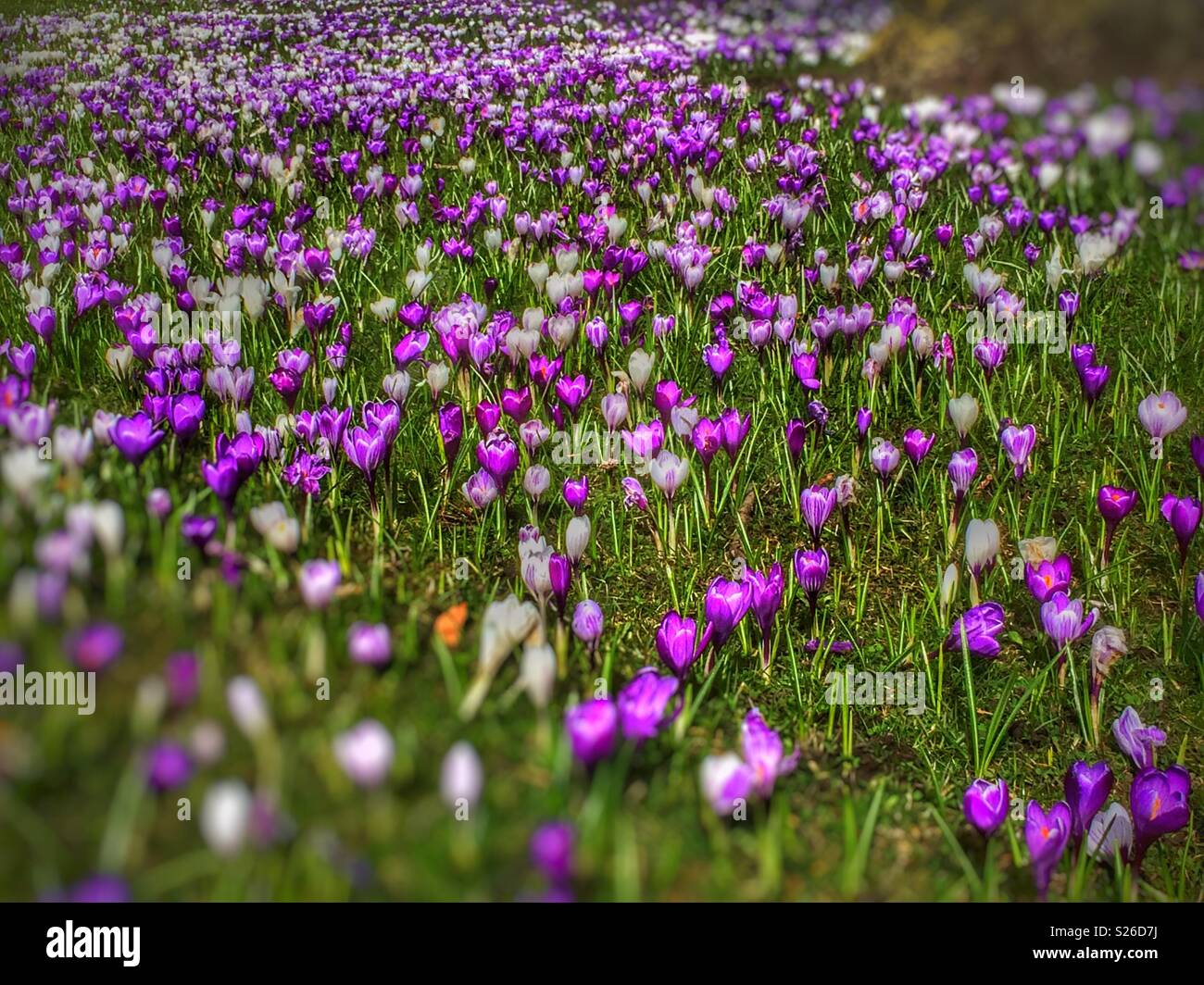 Purple and white crocuses England UK United Kingdom GB Great Britain - Smartphone Captured Stock Image