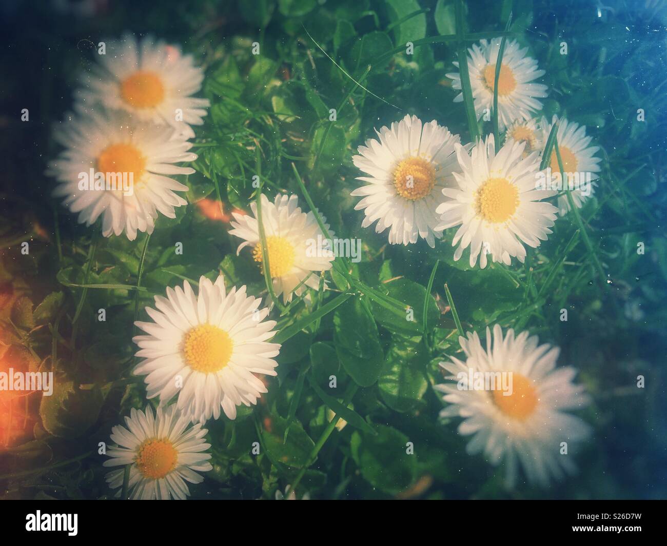 White daisies England UK - Smartphone Captured Stock Image