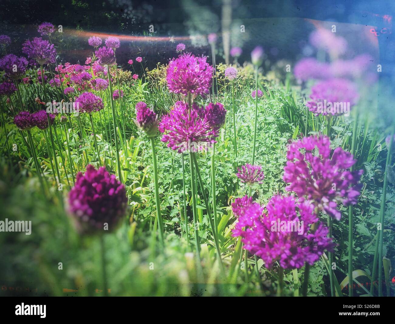 Purple allium flowers England UK Stock Photo