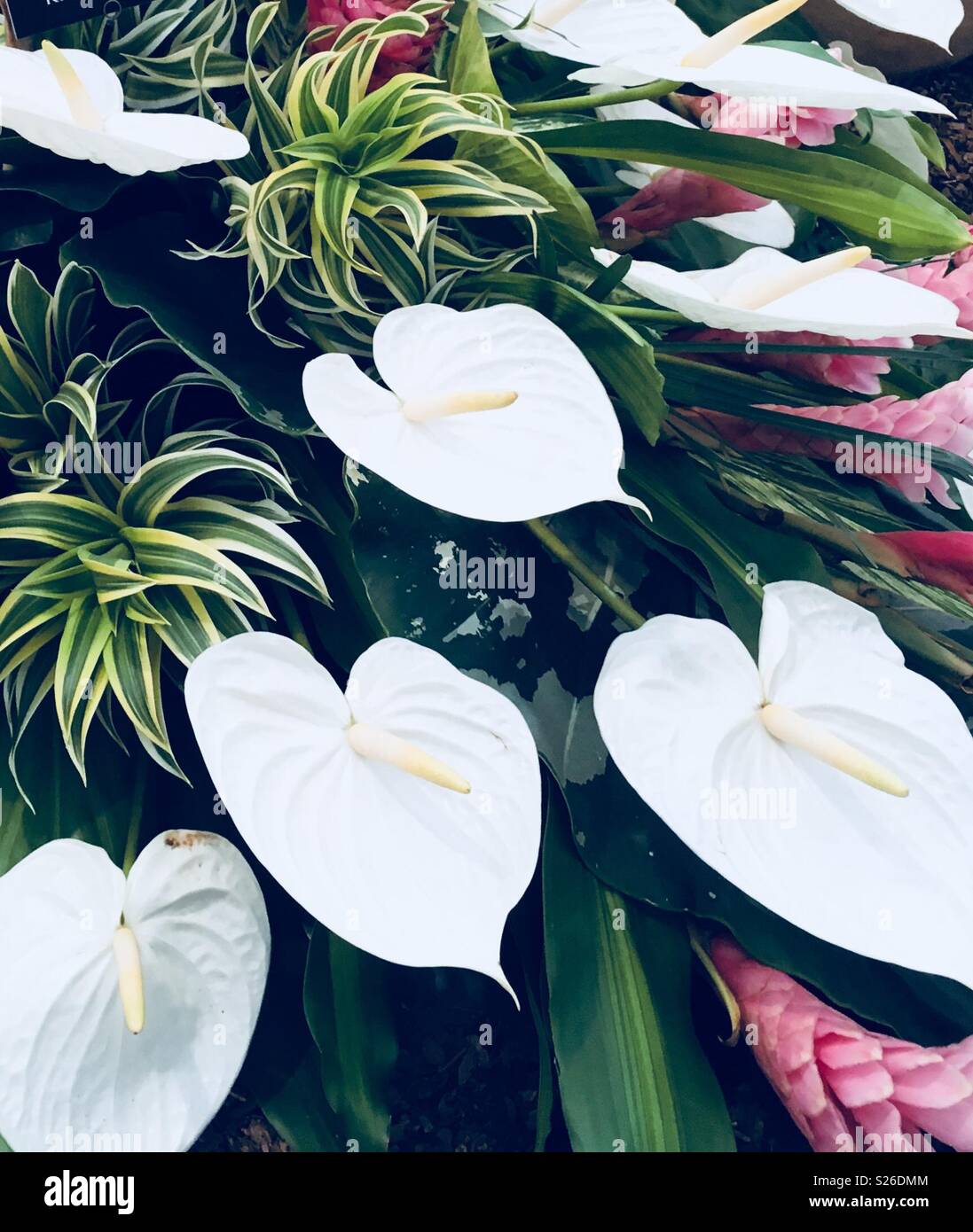 White Peace Lillies at Chelsea Flower Show Stock Photo