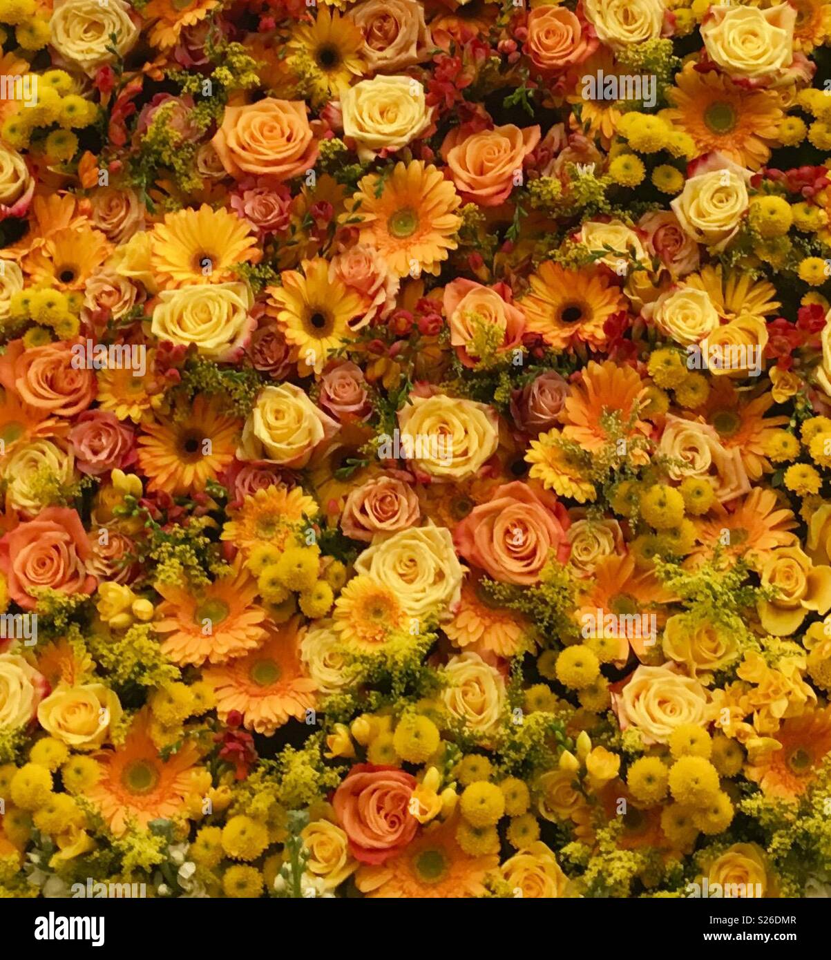 Assorted array of yellow and orange flowers at Chelsea Flower Show ...