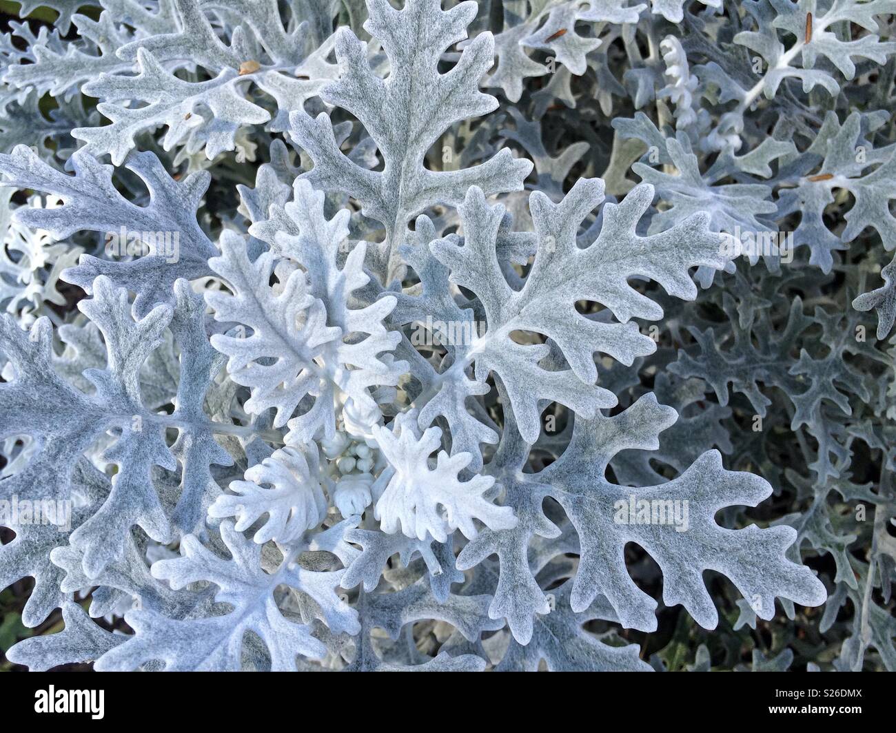Fuzzy leaves hires stock photography and images Alamy