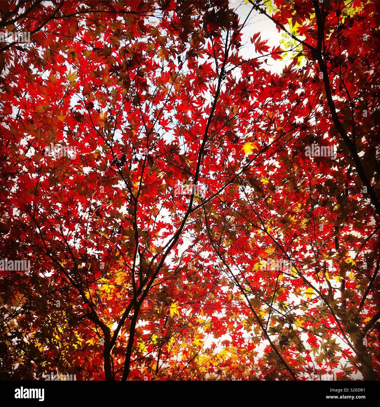 Leaves red colour hi-res stock photography and images - Alamy