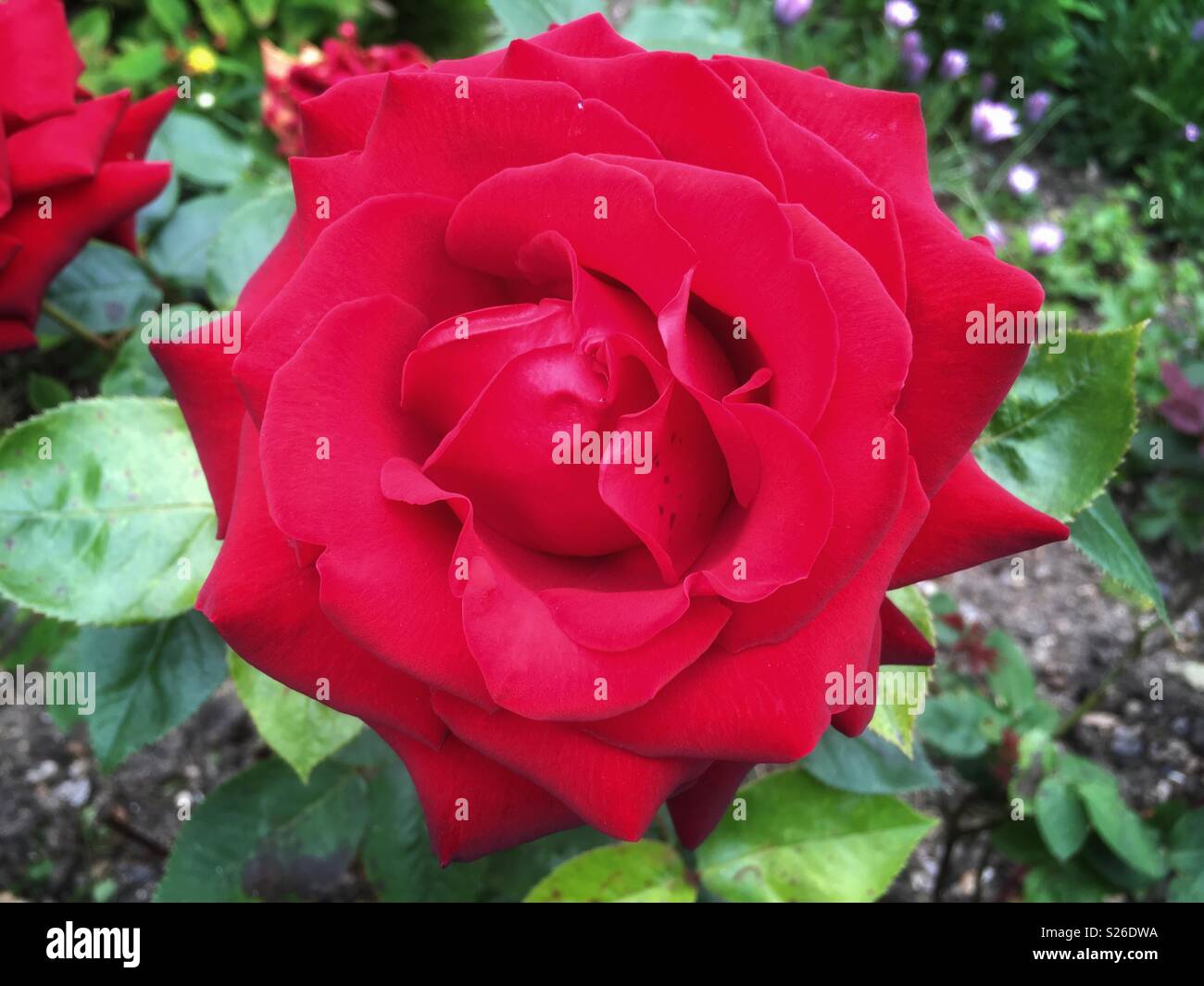A rose - Smartphone Captured Stock Image