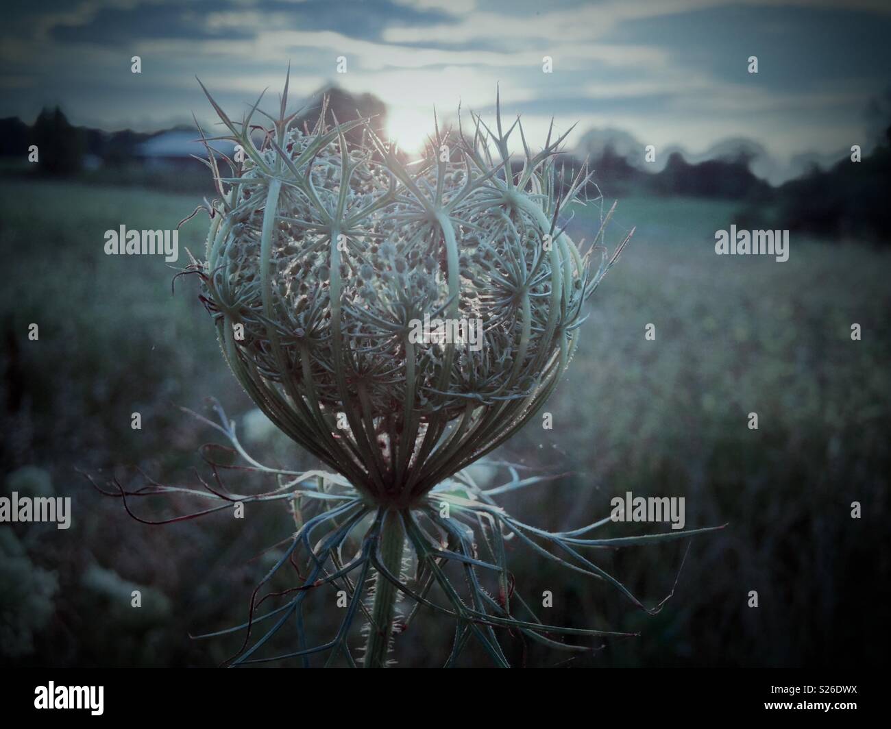 Blue-gray tint on photo of budding Queen Anne's Lace blooming in North Carolina field - Smartphone Captured Stock Image