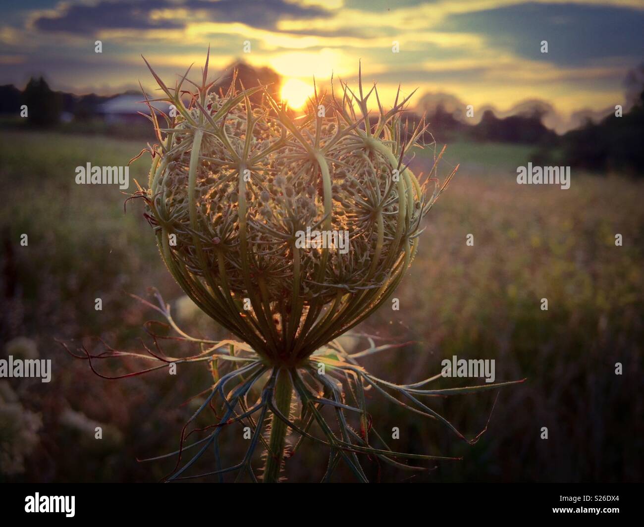 The sun sets behind budding Wild Carrot in North Carolina field - Smartphone Captured Stock Image