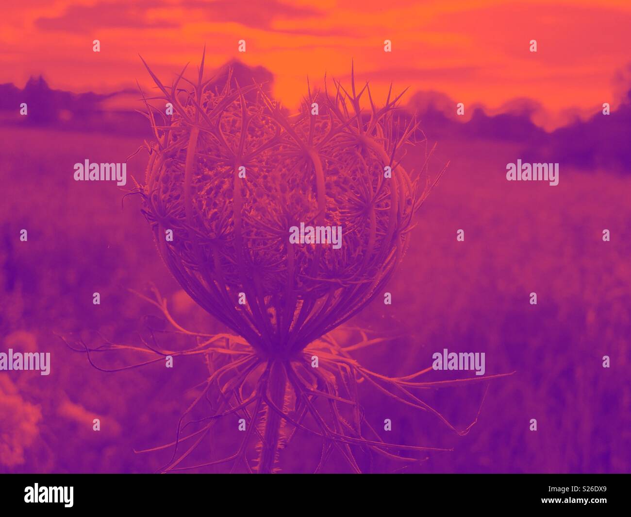 Orange and pink duotone photo of Queen Anne's Lace in North Carolina field - Smartphone Captured Stock Image