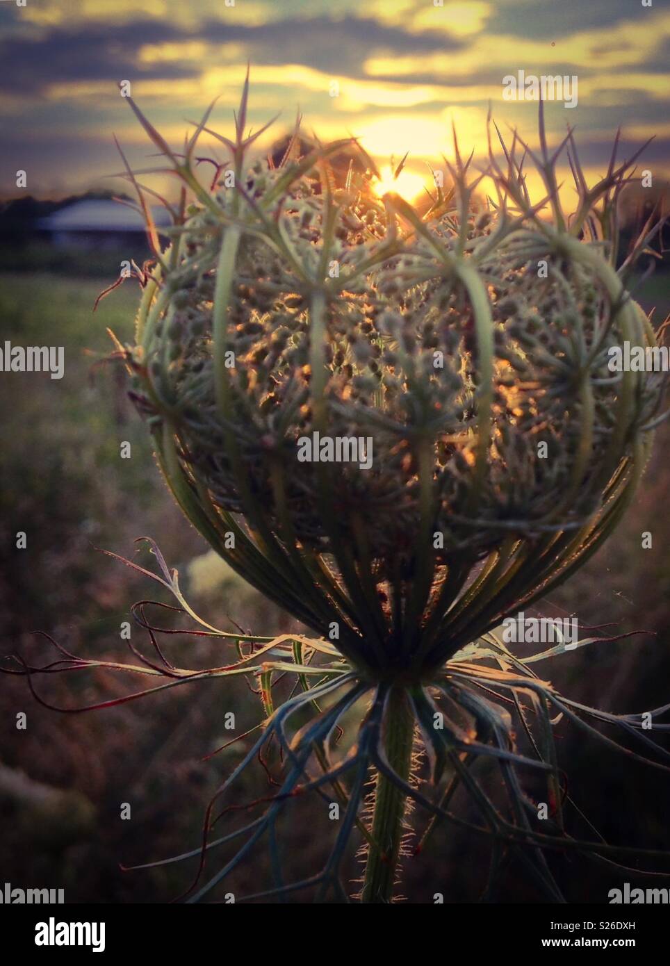 Sun sets behind budding Queen Anne's Lace blossom in North Carolina field, portrait view - Smartphone Captured Stock Image