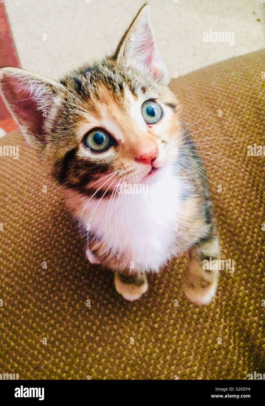 Startled Kitten holding its paw up! Stock Photo Alamy