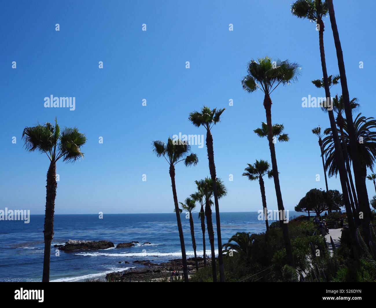 Laguna Beach Palm Trees Stock Photo Alamy