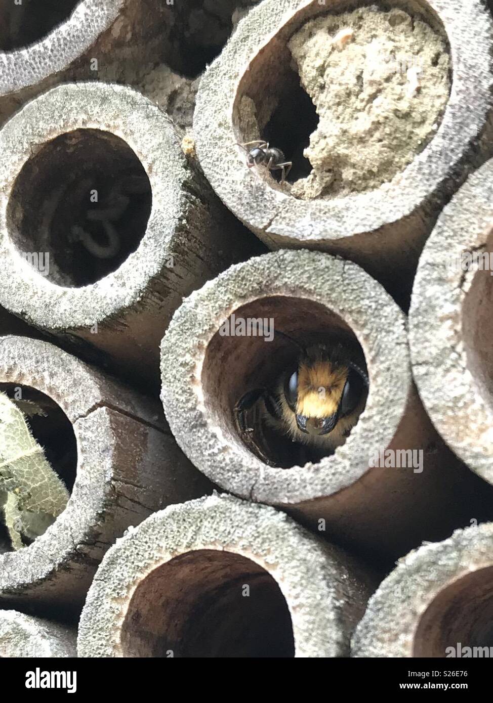 Leaf cutter or Masonry bee hiding in bee hotel Stock Photo