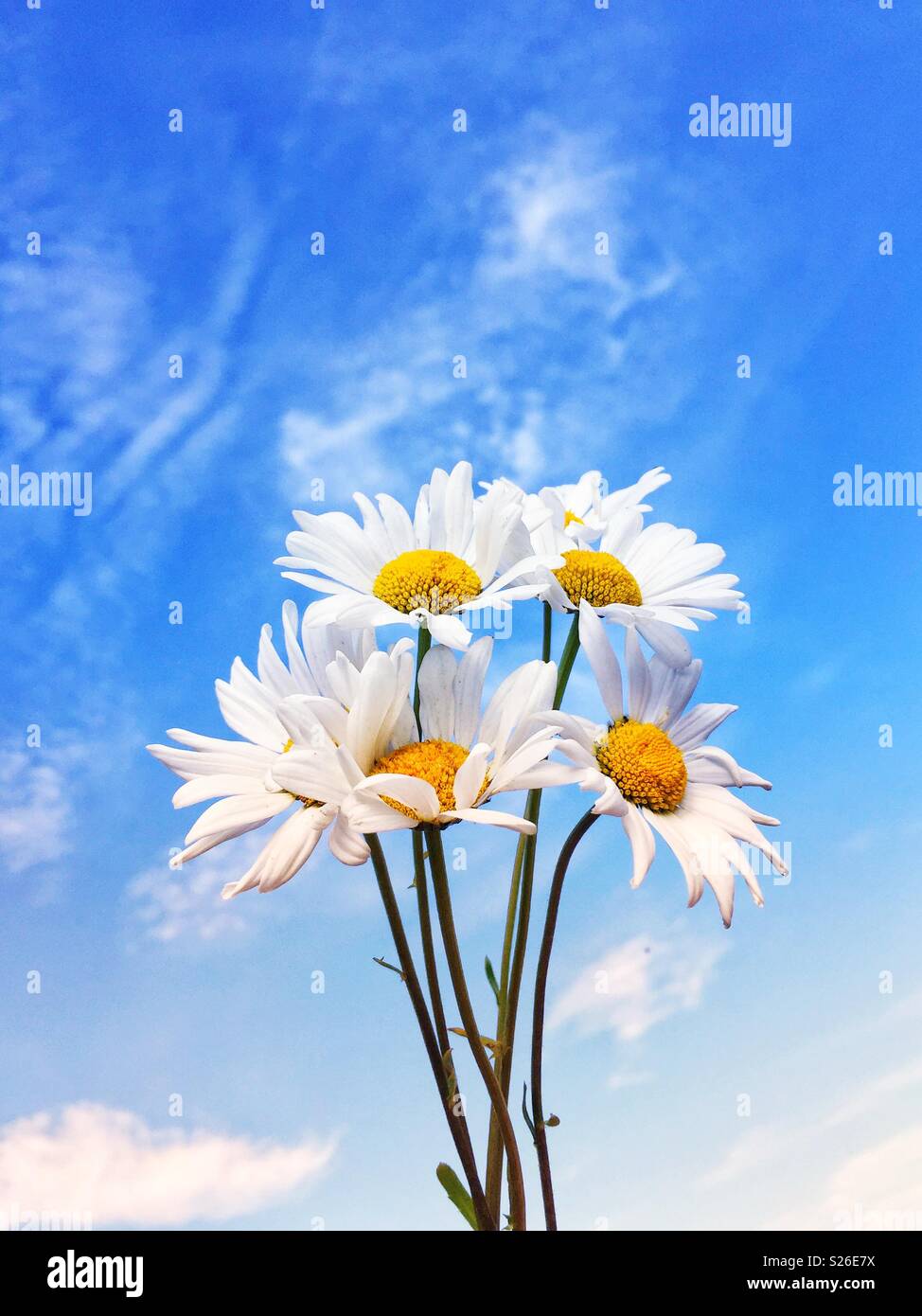 A bunch of wildflower daisies against a blue sky background during summer - Smartphone Captured Stock Image