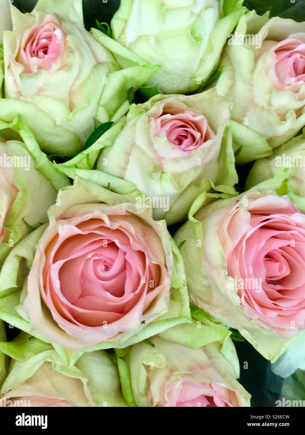 Pink and green roses hi-res stock photography and images - Alamy