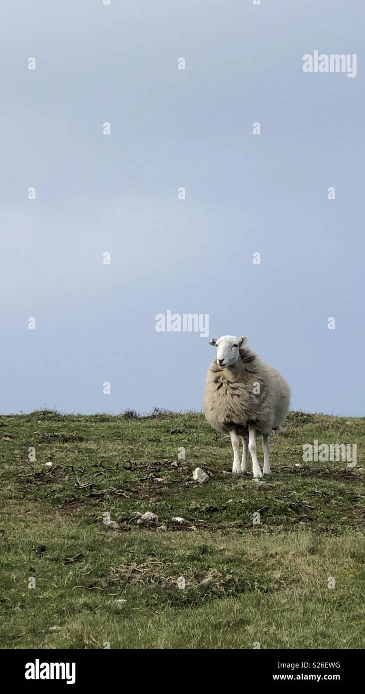 Sheep in North Wales Stock Photo - Alamy