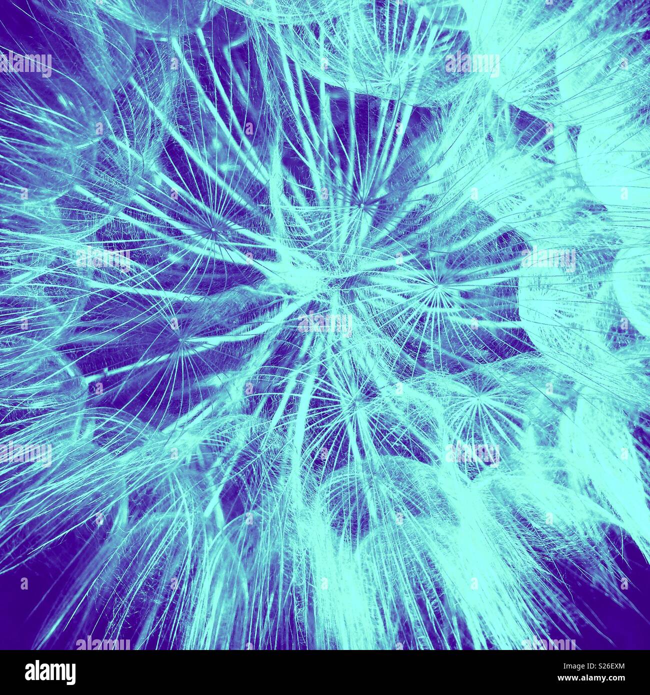 Abstract macro of dandelion seeds Stock Photo - Alamy