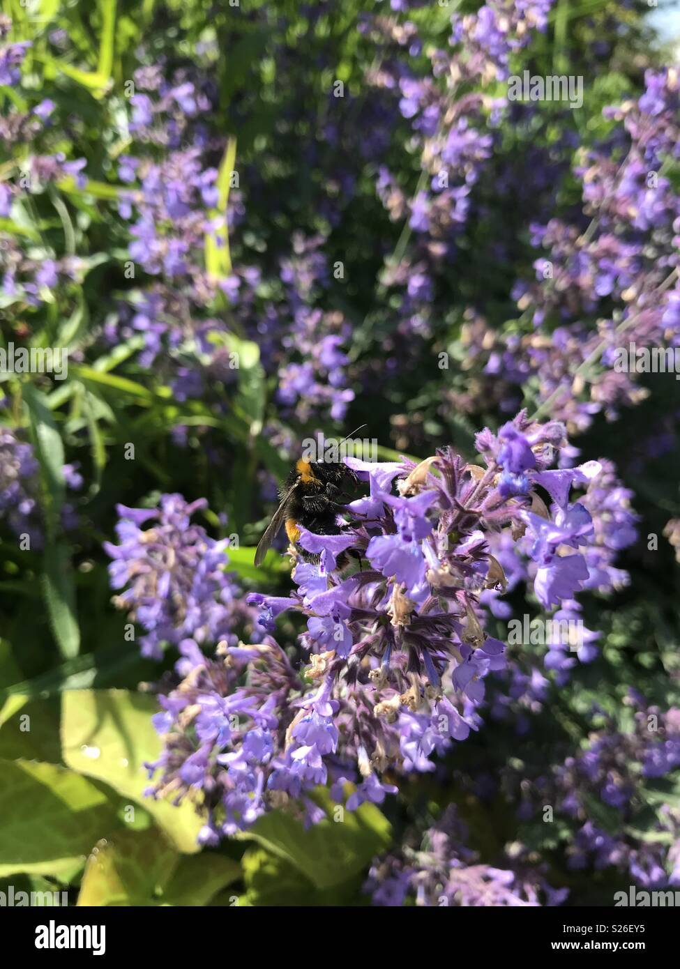 Large bumblebee on blue & purple flower Stock Photo