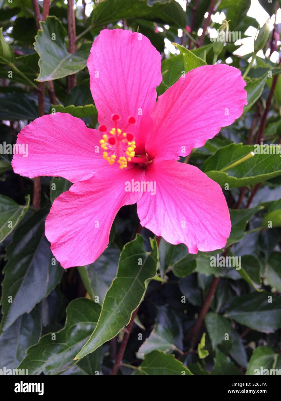 Tropical hibiscus flower hi-res stock photography and images - Alamy