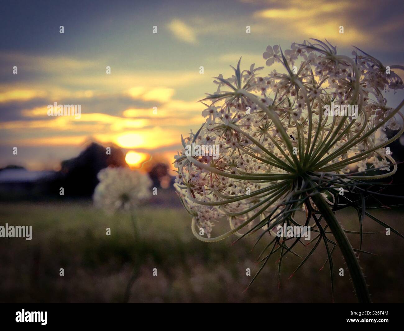 Wild Carrot blossom and farm field sunset on North Carolina farm - Smartphone Captured Stock Image
