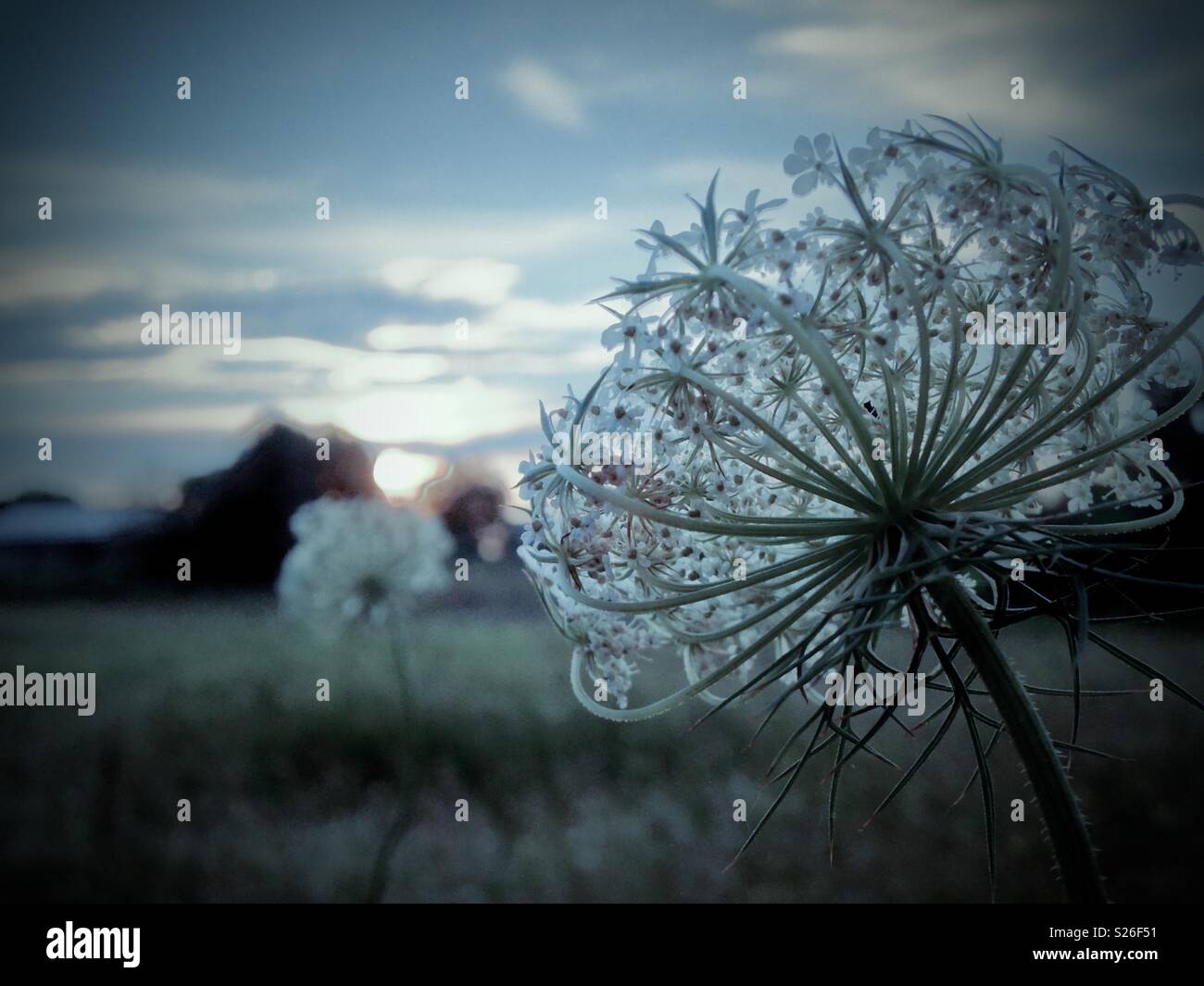 Blueish tint to photo of Queen Anne's Lace blossom and farm sunset in North Carolina - Smartphone Captured Stock Image